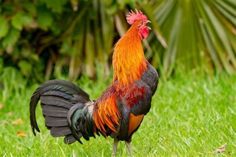 picture of rooster crowing