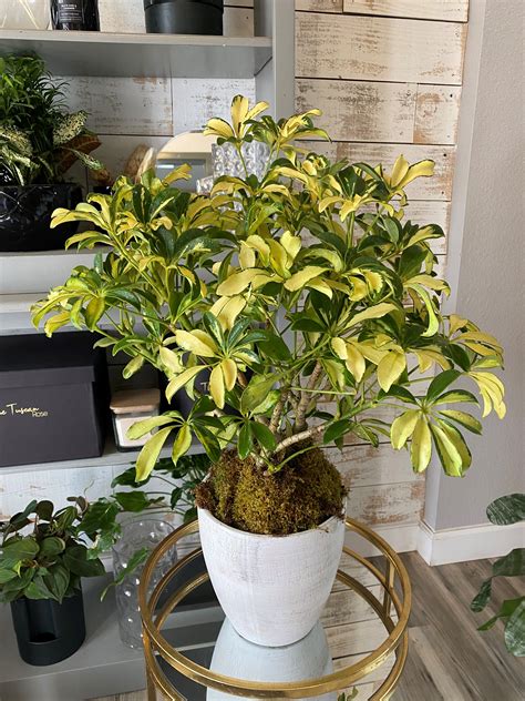 picture of schefflera plant