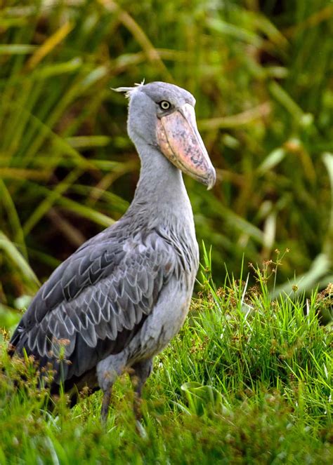 picture of shoebill stork