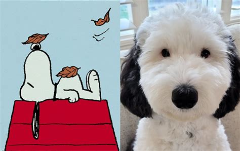picture of snoopy dog