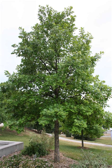 picture of swamp white oak tree