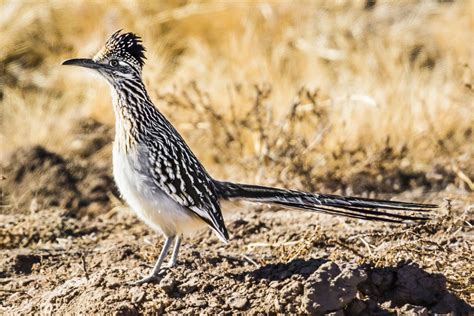 picture of the roadrunner