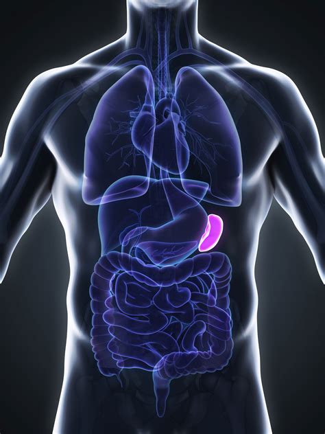 picture of the spleen in the human body