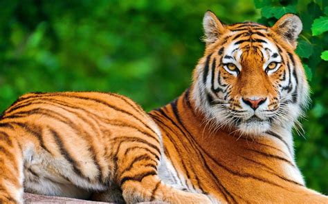 picture of tiger download