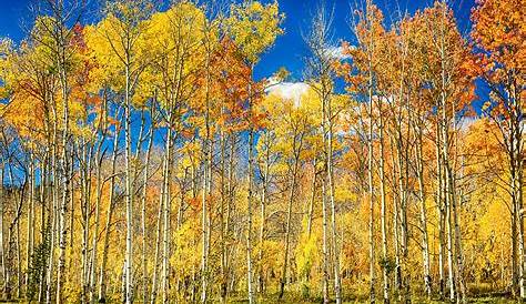 Brilliant Fall Colors Of Changing Aspen Trees On Sunny Fall