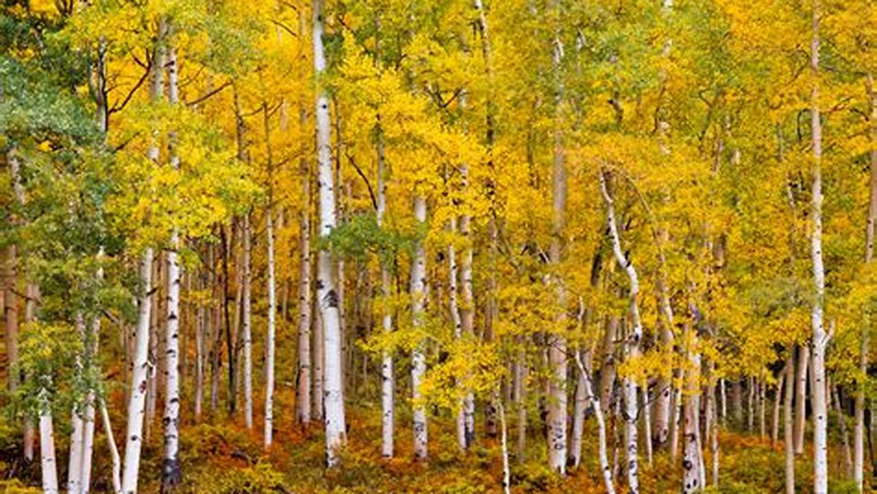 Unveiling the Beauty of Aspen Trees in Fall: A Visual Exploration and Guide