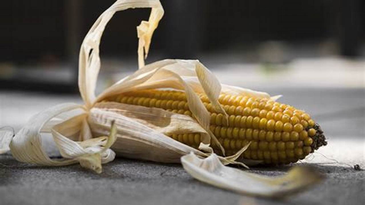 Visualizing Corn Health: Uncover Hidden Truths with Pictures of Bad Corn on the Cob