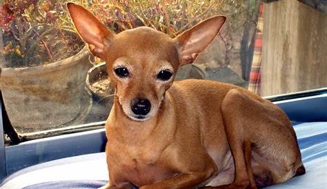 Pretty Deer Head Chi #chihuahua | Chihuahua puppies, Chihuahua