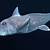 pictures of ghost sharks