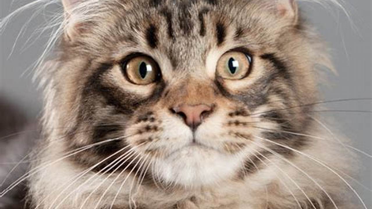 Pictures of Maine Coon Cat Breed