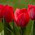pictures of red tulips