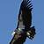 pictures of the california condor