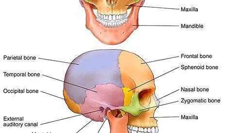asian female skull - Google Search | Human anatomy drawing, Skull