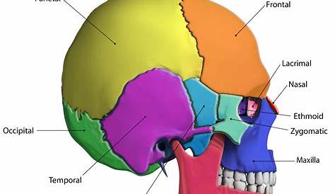An illustration of the human skull from a lateral view. The bones of