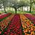 pictures of tulip gardens
