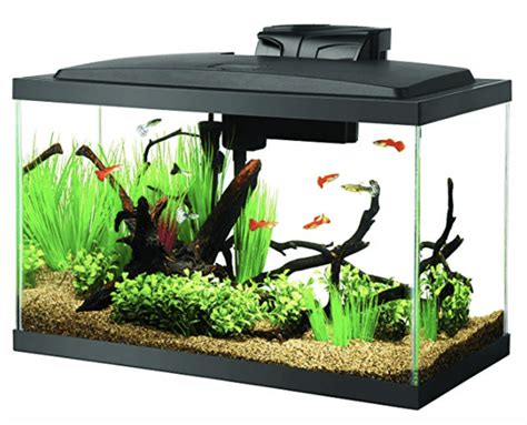 pictures of 10 gallon fish tanks