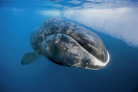 pictures of a bowhead whale