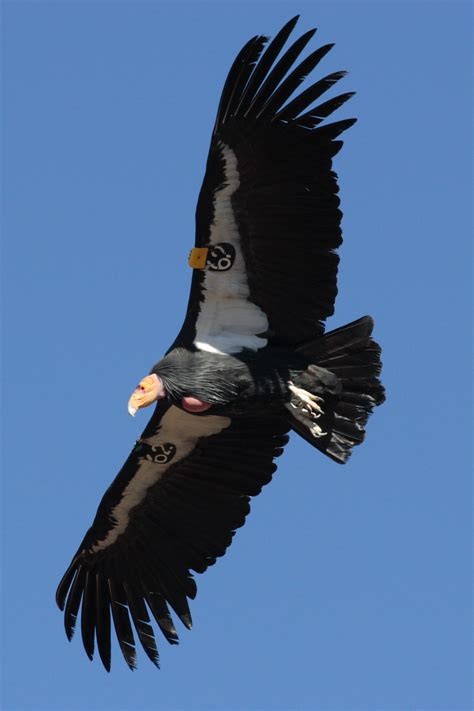 pictures of a condor