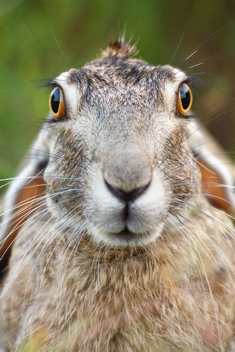 pictures of a jack rabbit