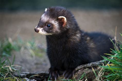 pictures of a polecat