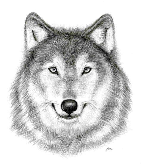 pictures of a wolf head drawing