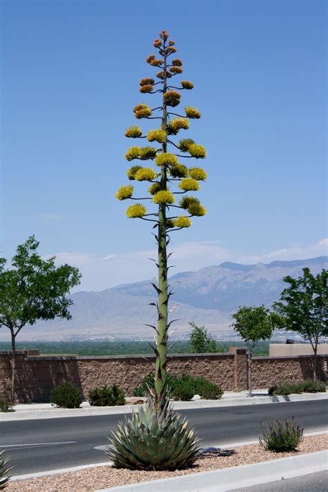 pictures of agave plant in bloom