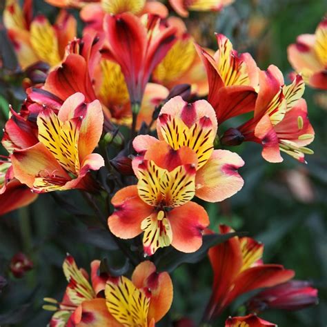 pictures of alstroemeria flowers