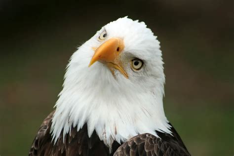 pictures of american eagles
