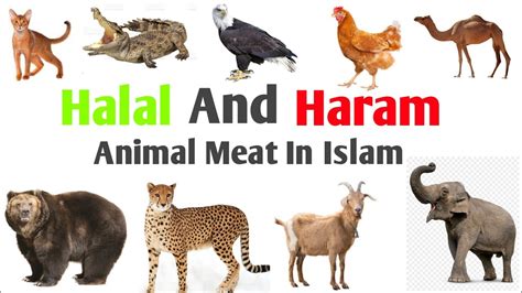 Pictures Of Animals Haram