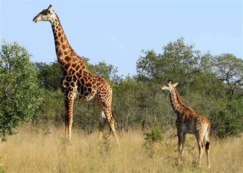 pictures of animals in timbavati south africa