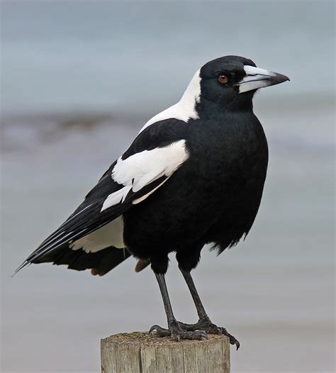 pictures of australian magpies