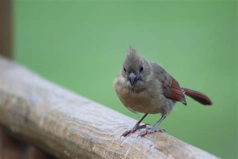 pictures of baby red birds