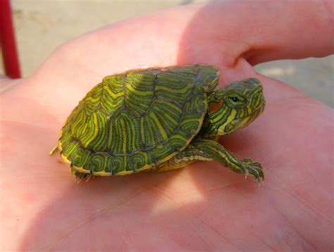 pictures of baby red eared slider turtles