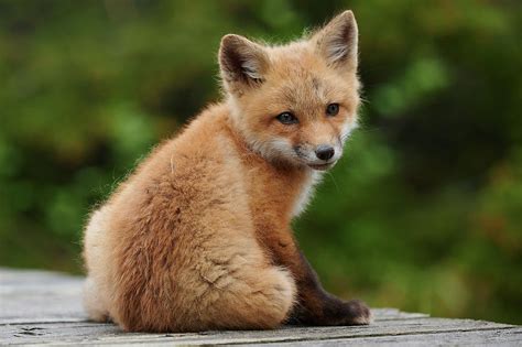 pictures of baby red foxes
