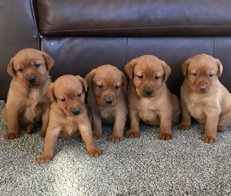 pictures of baby red labs