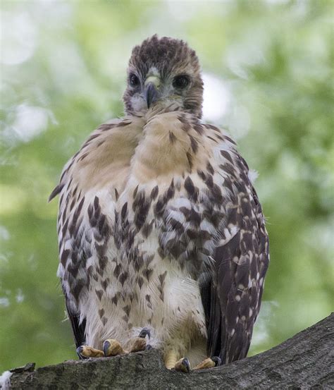 pictures of baby red tail hawks