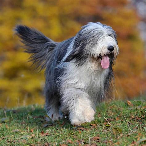 pictures of bearded collie dogs