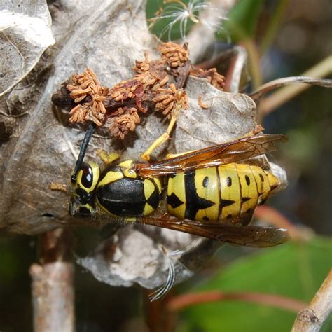 pictures of bees wasps hornets yellow jackets