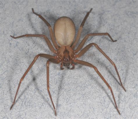pictures of big brown spiders