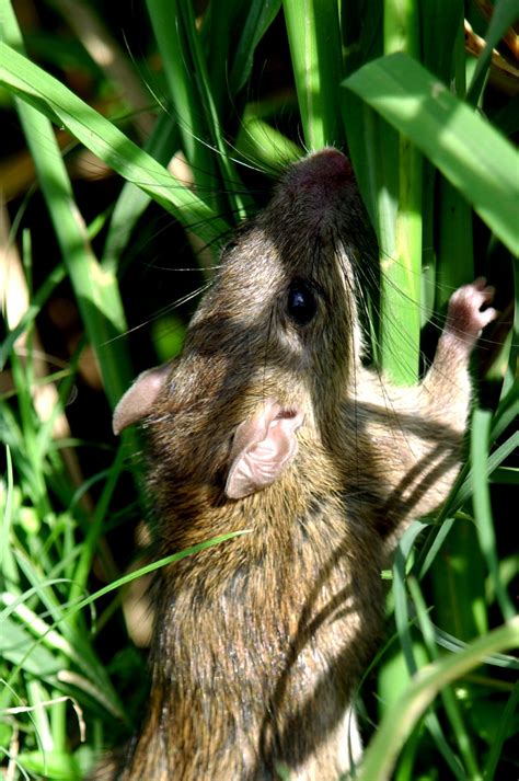pictures of big field rats