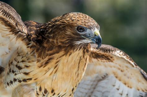 pictures of birds of prey