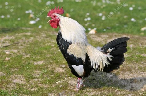 pictures of black and white roosters