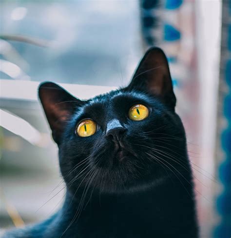 Pictures Of Black Cat