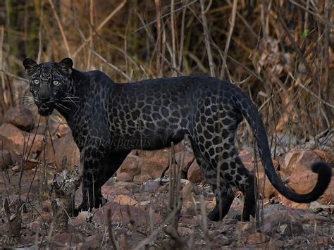 pictures of black leopards