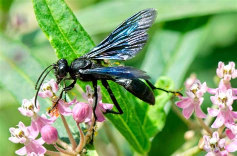 pictures of black wasp