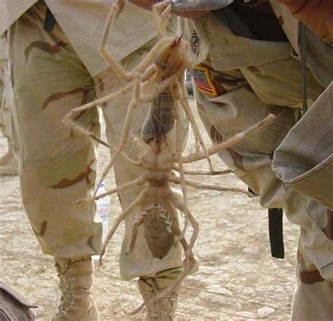 pictures of camel spiders in iraq