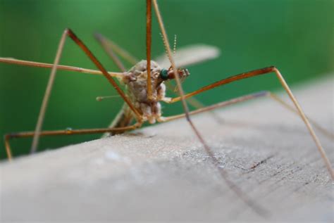 Pictures Of Candle Fly