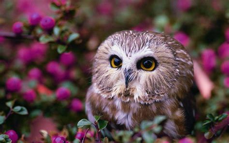 Cute Baby Owl Photos, Videos, and Facts Animal Hype