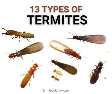 pictures of different termites