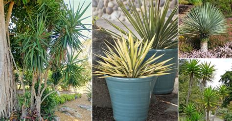 pictures of different yucca plants